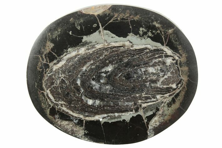 Polished Fish Coprolite (Fossil Poo) Nodule Half - Scotland #242043